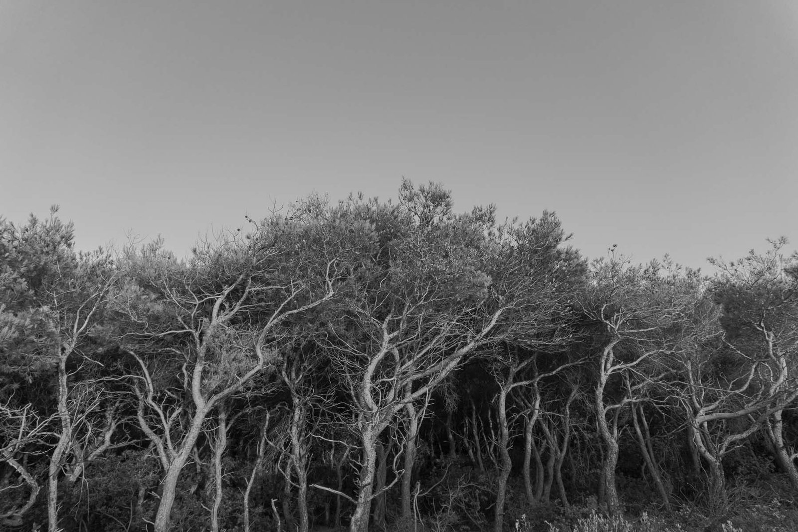 Island Vis, Pero Vojković